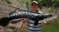 snakehead lure fishing chiang mai thailand